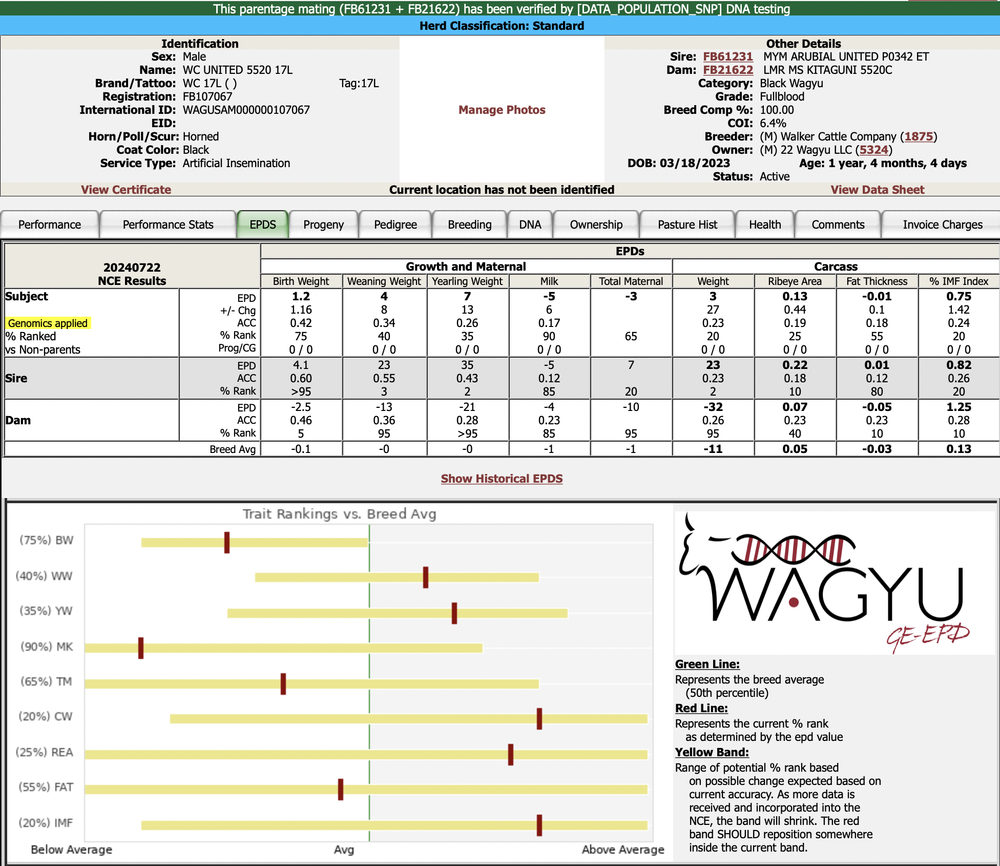Herd Sires | Enhance Your Herd Today — 22 Wagyu